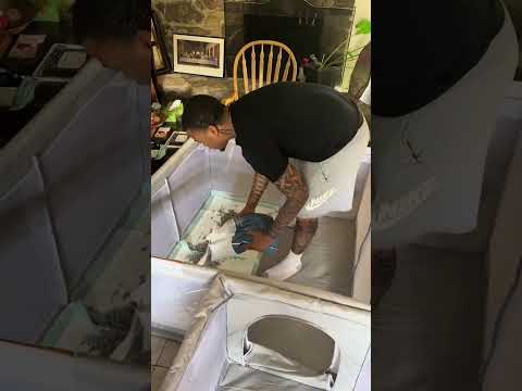 #bulldog #puppy #dogbreed #trend #bullybreed #pets #pitbull #petproject #americanbully #viralvideos