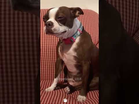 Crying dog 🥹🥹🥹#dog#doglover #dogs #funny #video #usa