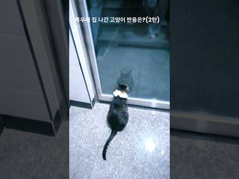 폭우에 집 나간 고양이 반응?(2탄)/How did the cat react to the heavy rain? (Part 2)