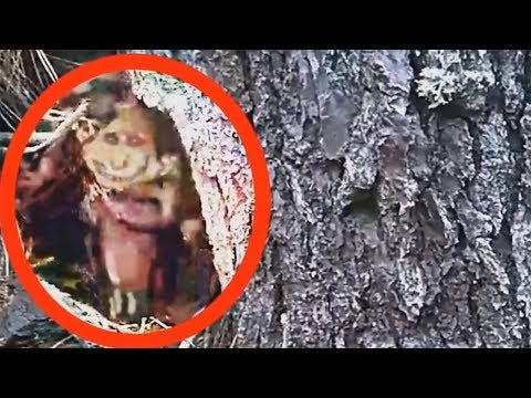 5 Criaturas Míticas REAIS SUPOSTAMENTE Capturadas por Câmera