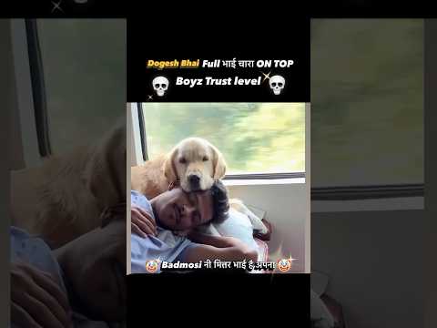 BhaiChara On Top #shorts #dogs #trending #pets