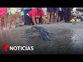 Protecting Sea Turtles: Community Efforts in Venezuela