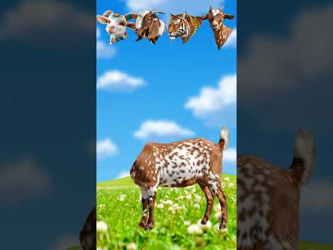 Goat 🐐 Qurbani Mubarak #shorts #funnyvideo #viralvideo