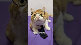 Cientistas nunca mentem 🤧...#gatosfofos #gatosfofos adoteumgatinho #humor #gato