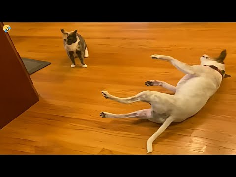 NEW FUNNY CATS and DOGS 🐱🐶 Funniest Animals Videos 2024