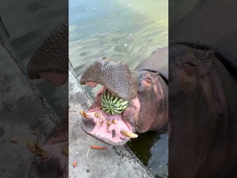 Hippopotamus eat 100 kilograms of watermelon a day to reduce heat. Hippopotamus eat watermelon.