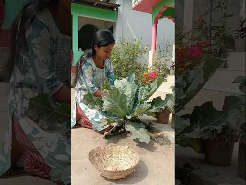 āĻāĻžāĻāĻ āϞāĻžāĻāĻžāĻŦā§ āĻāĻŦāĻžāϰ āĻāĻĨāĻžāĻ āĻļā§āύāĻŦā§đĄ#shorts#vegetables#gardening#youtube#viral video#plants#harvest