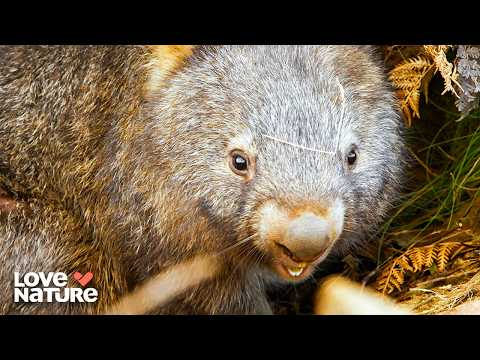 Playful, Fierce, and Ready to Mate | Secret Life of the Wombat 102