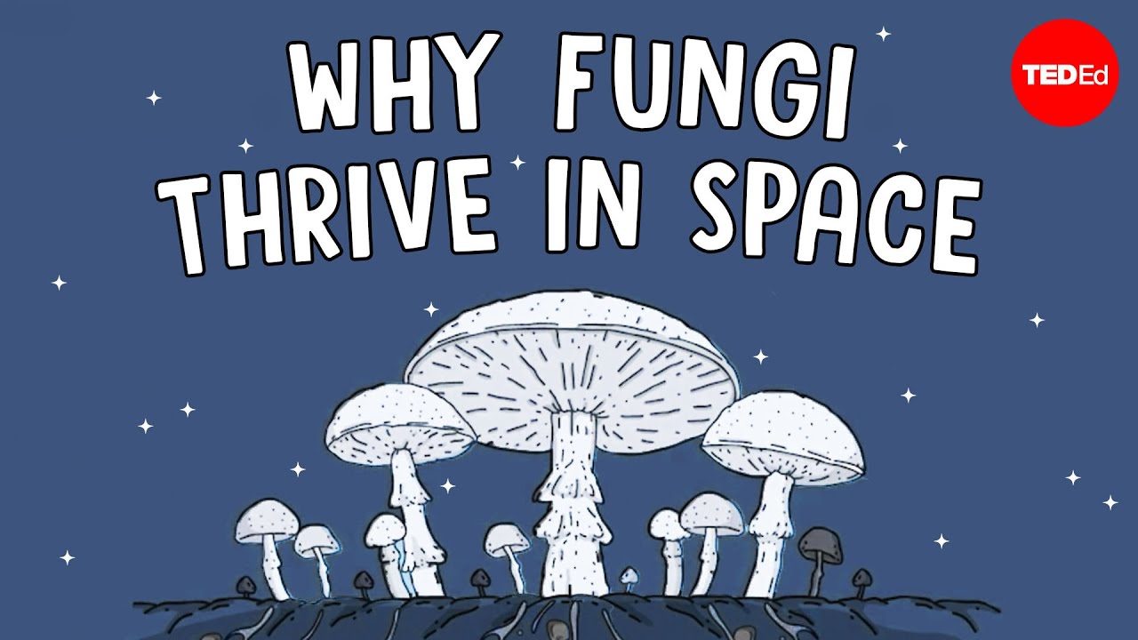 Why are scientists shooting mushrooms into space - Shannon Odell