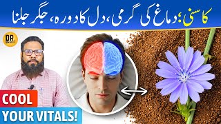 Kasni Ke Beej Ke Fayde | Chicory Seeds Benefits | Dr. Ibrahim