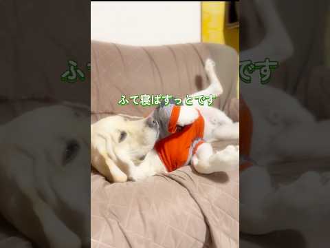 ボクは どぎゃんしてもヤキモチば妬いてしまうとです🐶💦