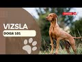 Understanding the Vizsla Dog Breed