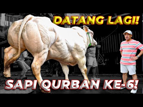 DATANG LAGI! SAPI QURBAN deHakims YANG KE-6!
