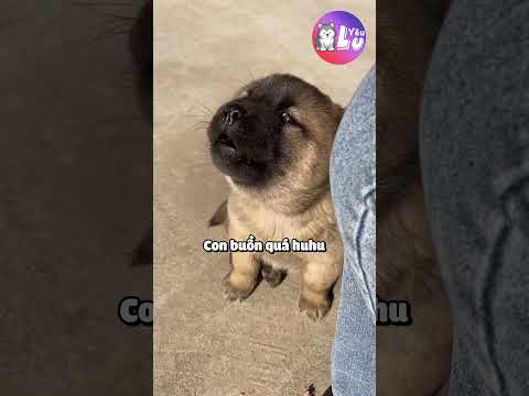 Méc quá trời méc 😂 #yeulu #shorts