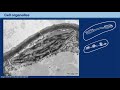Cell Organelles and Their Functions