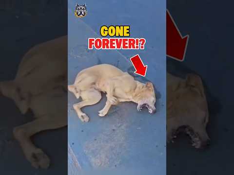 Stray Dog’s Goodbye