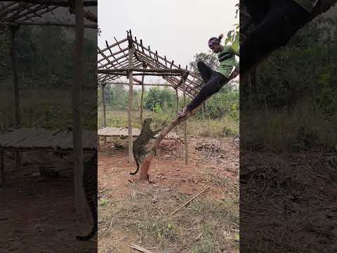 tiger attack ????#shortsreels #shortsvideo #viralreels #viralreels #viralvideo #viral