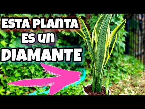 El 98% de LOS JARDINEROS TIENE esta PLANTA en CASA! ES un TESORO (Sanseviera, USOS y cuidados)