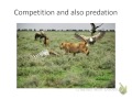 Ecological Interactions and Adaptations