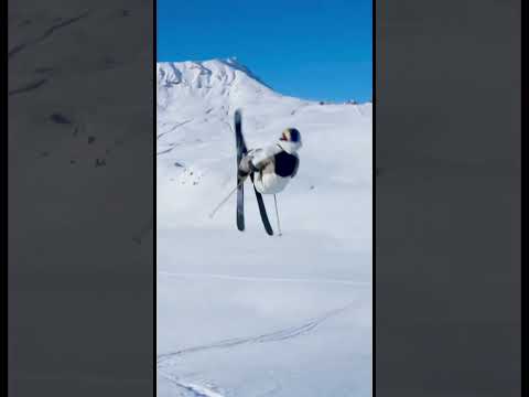 Max Palm Triple Backflip into triple Frontflip 🫡 #FWT23