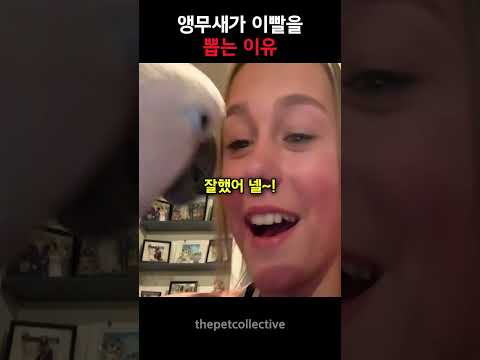 앵무새가 이빨을 뽑는이유