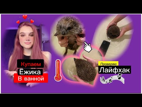 УТОПИЛИ ТЕЛЕФОН И ВЫКУПАЛИ ЁЖИКА 👀 Правда ли , что они плавают?