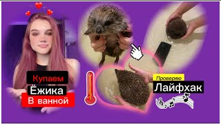 УТОПИЛИ ТЕЛЕФОН И ВЫКУПАЛИ ЁЖИКА 👀 Правда ли , что они плавают?