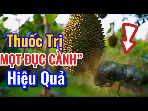 Thuốc quản lí "mọt đục cành" sầu riêng