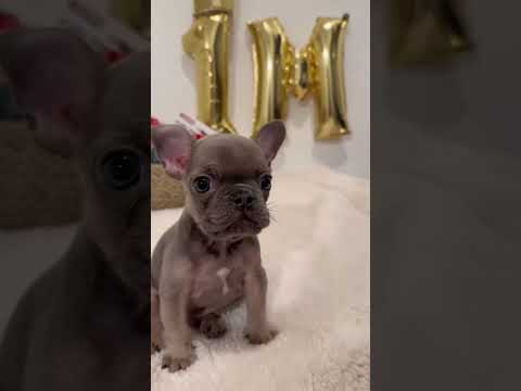 The dog wants to say something to you🤣 #dog#funny#funnyanimals#funnypets#animals #dogsofttiktok