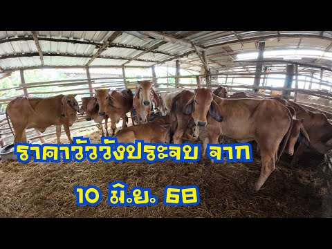ราคาวัวตลาดนัดโค กระบือวังประจบ ตาก ( 10 มิถุนายน 2568 )