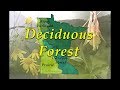 Impact of Climate Change on Minnesota's Forests