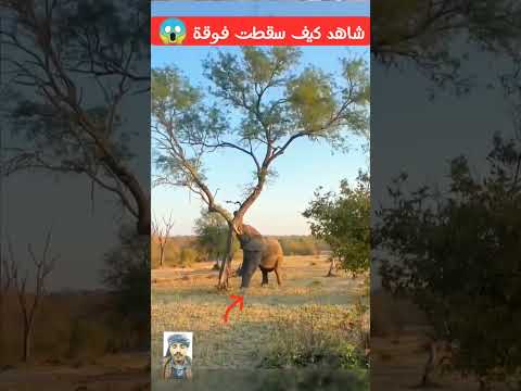 يا الهي 😱 اوووه يا الهي   #shorts# #shortvideo #shortsfeed #shots #short