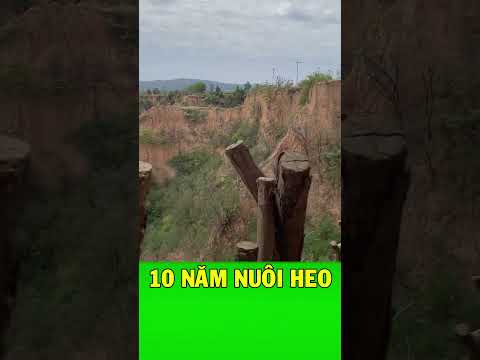 Đào hang nuôi lợn để tránh dịch