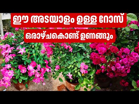 നിങ്ങളുടെ കയ്യിലുള്ള റോസ് എല്ലാം ഉണങ്ങും കാരണം ഇതാണ്