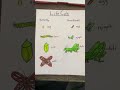 Life Cycles of Butterflies and Grasshoppers