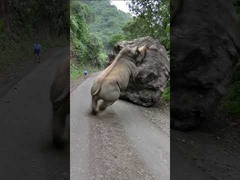 A rhino saves a person
