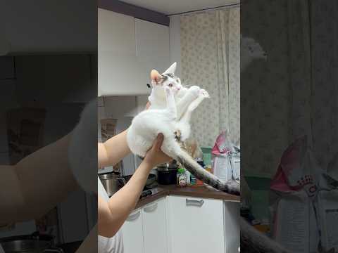 인정사정없는 세스묘 #러브버그