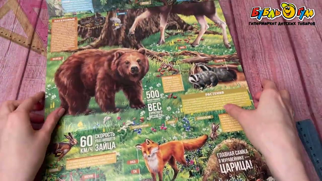 Книга Плакат с окошками Секреты леса - видео Книга Плакат с окошками Секреты леса - видео