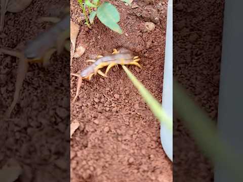 IQ centipede VS Smart bullet ants