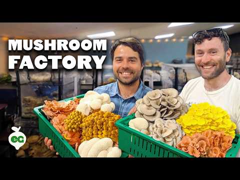 THIS is How Mushrooms Are Made 🍄🏭