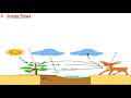Energy Flow and Ecosystem Processes