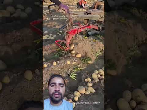 Kitni aasani se aalu nikal rhi hai #automobile #agriculture #farming #excavator #autofarming #agri