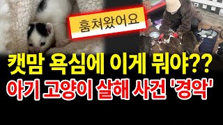 아기 고양이 주웠다는 캣맘... 돈 없어 막막하다더니 '충격 행동' [새벽N온라인반응]