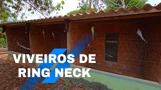 VIVEIROS DE RING NECK
