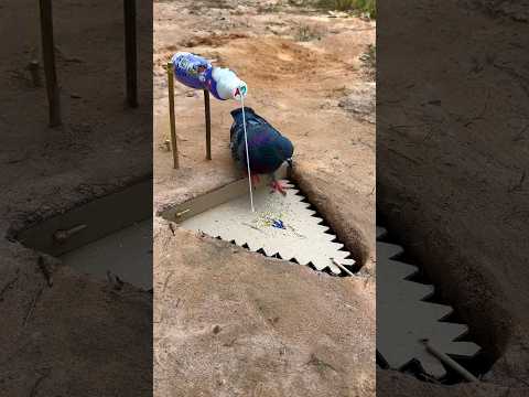 easy pigeon bird trap using paper & plastic bottle #youtubeshorts