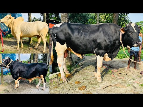 বের হয়েই তান্ডব শুরু করলো কোরবানির জন্য লালন পালন করা দুইটা গরু লালু এবং কালু - Qurbani Fest 14