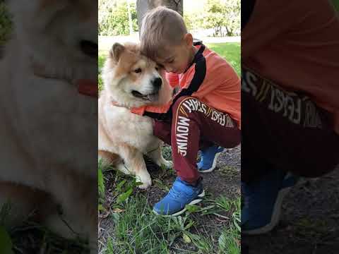 Мечтает о собаке #shorts