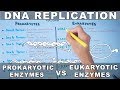 Exploring DNA Replication: Enzymes in Prokaryotes and Eukaryotes