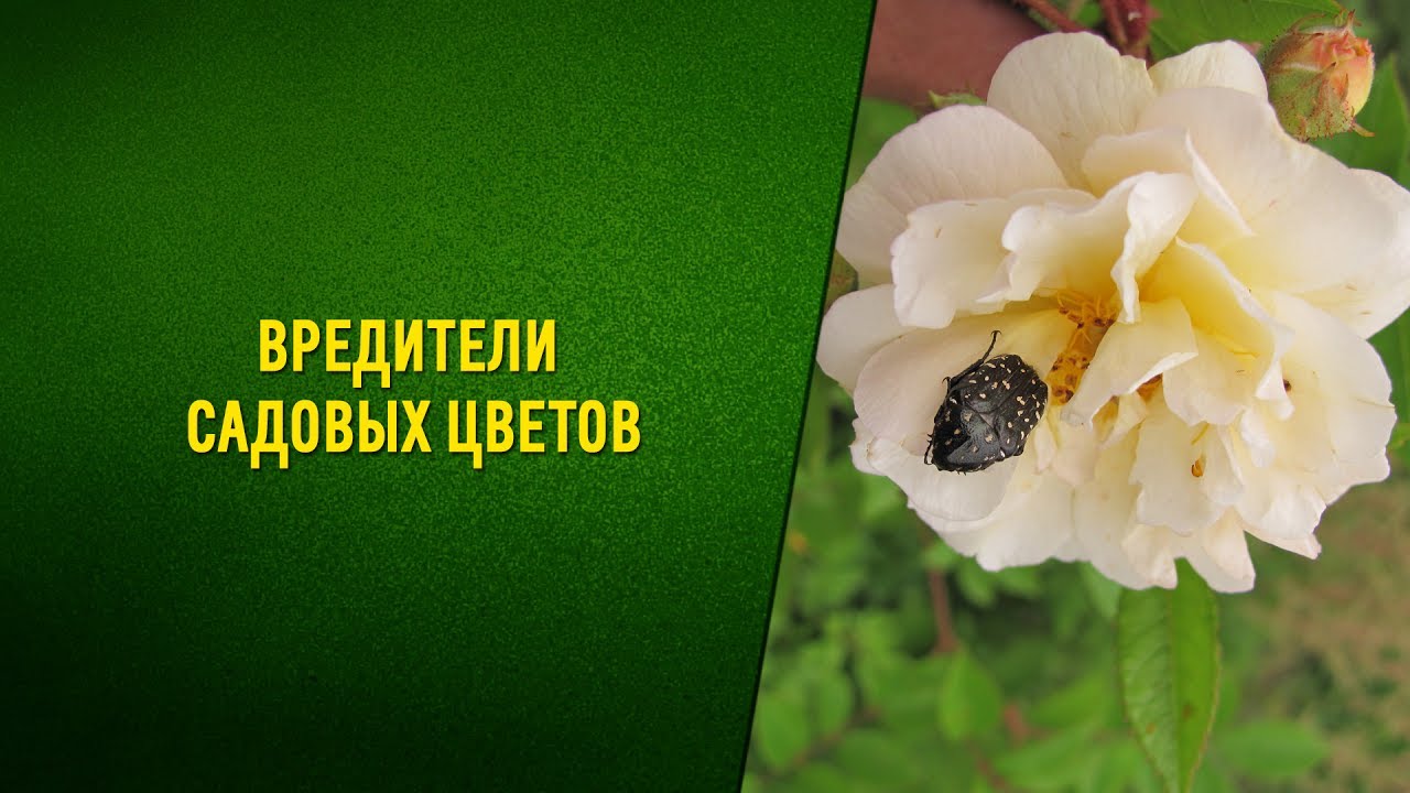 Вредители садовых цветов