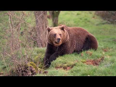YouTube video thumbnail: Brown Bears Emerge From Hibernation at UK's Whipsnade Zoo